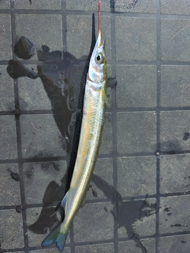 鳴尾浜臨海公園海づり広場