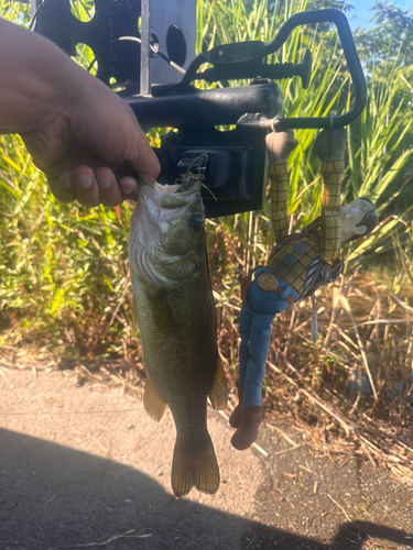 ラージマウスバスの釣果