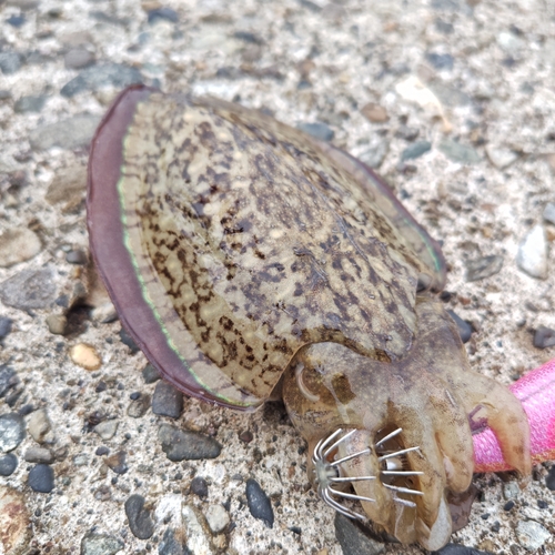 コウイカの釣果