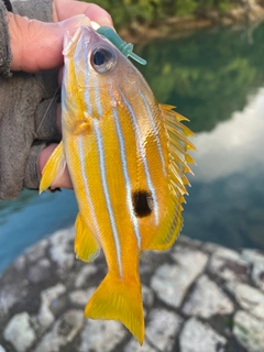 ロクセンフエダイの釣果