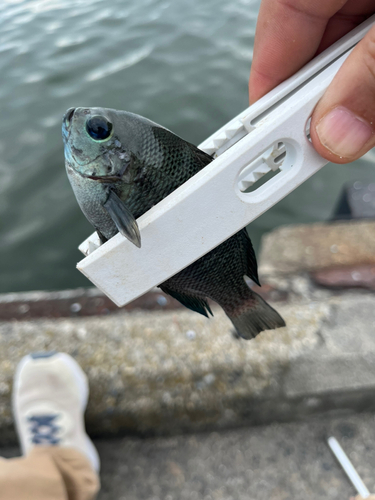 グレの釣果