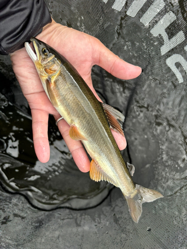 アユの釣果