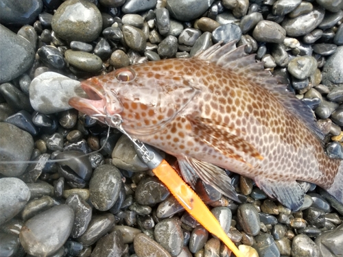 オオモンハタの釣果