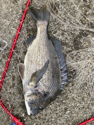 クロダイの釣果