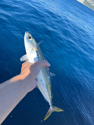 ムロアジの釣果