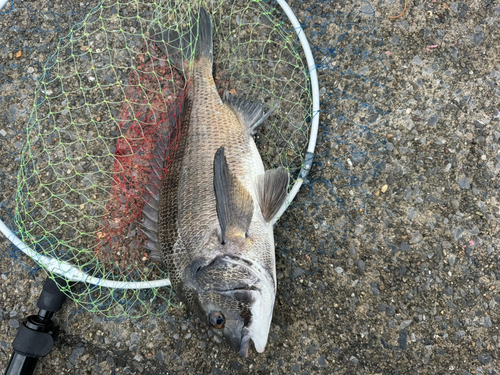 クロダイの釣果