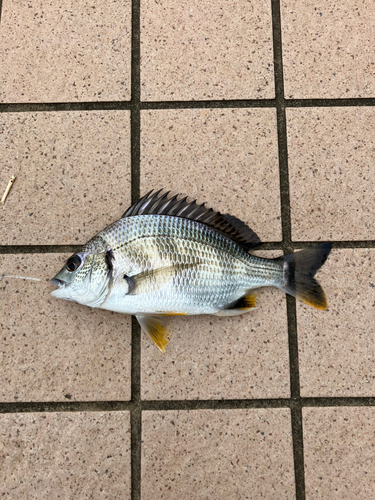 キビレの釣果