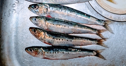 イワシの釣果