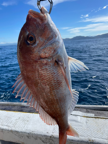 マダイの釣果