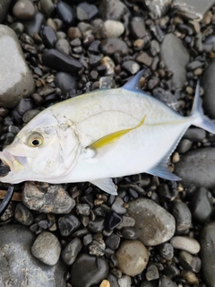 カスミアジの釣果