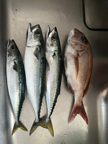 マダイの釣果