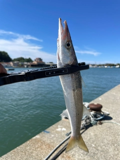 カマスの釣果