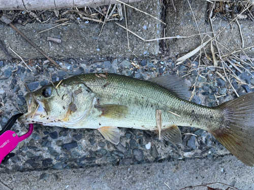 ブラックバスの釣果