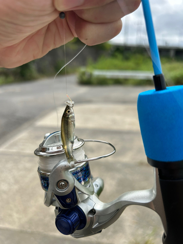 モツゴの釣果