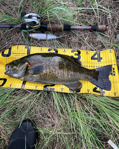 スモールマウスバスの釣果