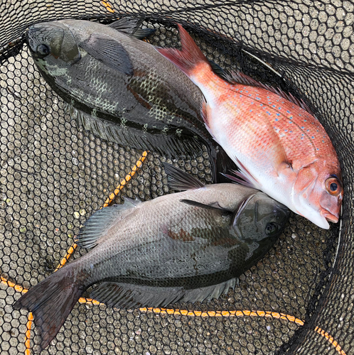 クチブトグレの釣果