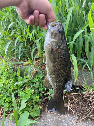 スモールマウスバスの釣果