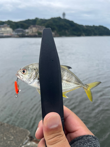 メッキの釣果