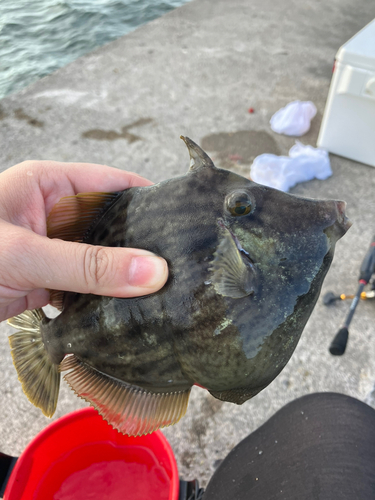 カワハギの釣果