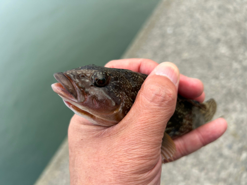 アイナメの釣果