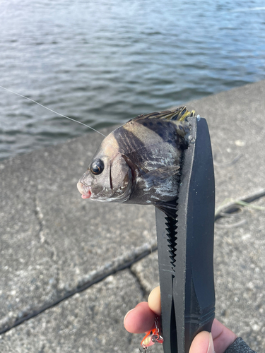 コショウダイの釣果