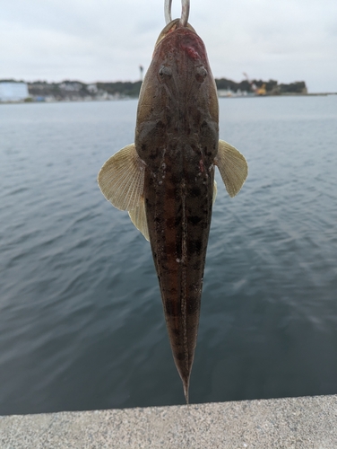 マゴチの釣果