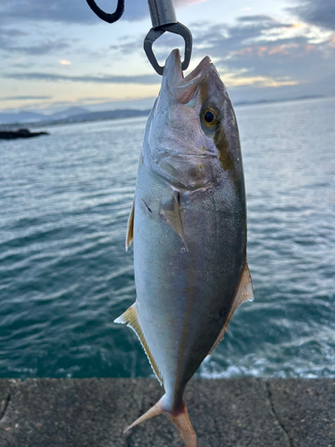 ショゴの釣果