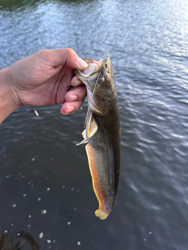 ナマズの釣果