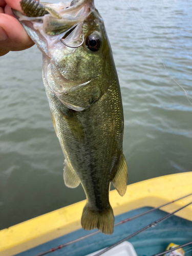 ラージマウスバスの釣果