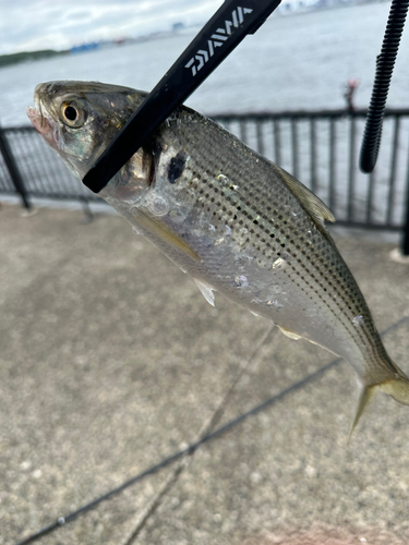 コノシロの釣果