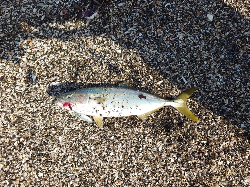 イナダの釣果