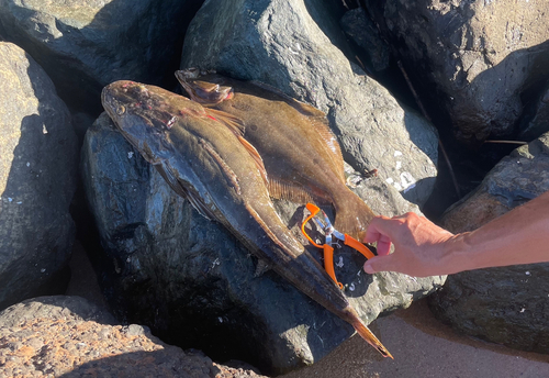 マゴチの釣果