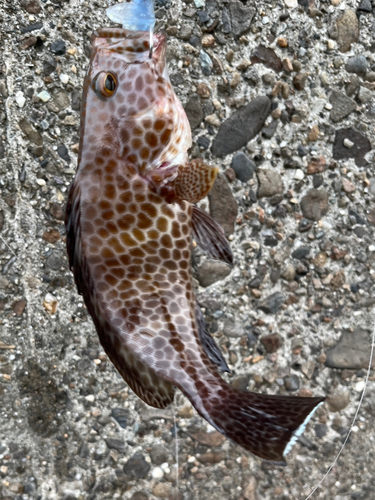 オオモンハタの釣果