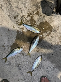 コノシロの釣果