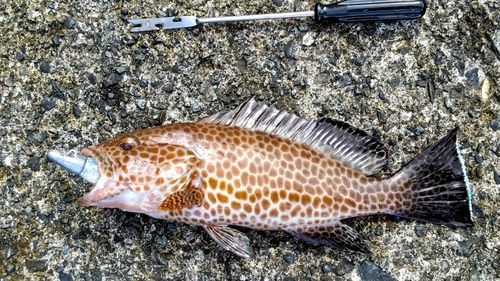 オオモンハタの釣果