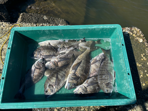 チヌの釣果