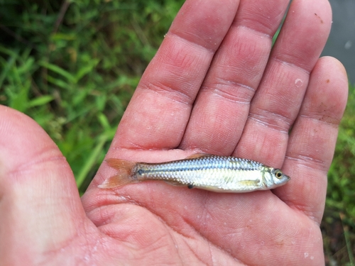 クチボソの釣果