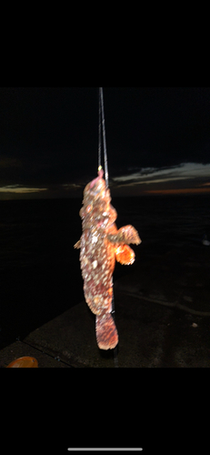 オニカサゴの釣果