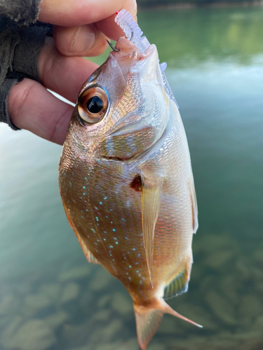 タイの釣果