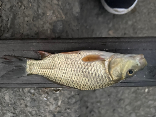 コイの釣果