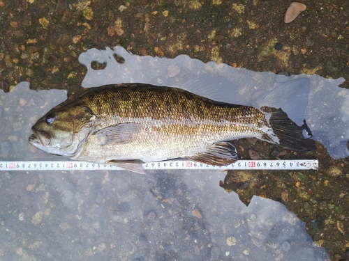 スモールマウスバスの釣果