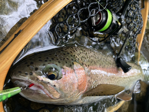 ニジマスの釣果