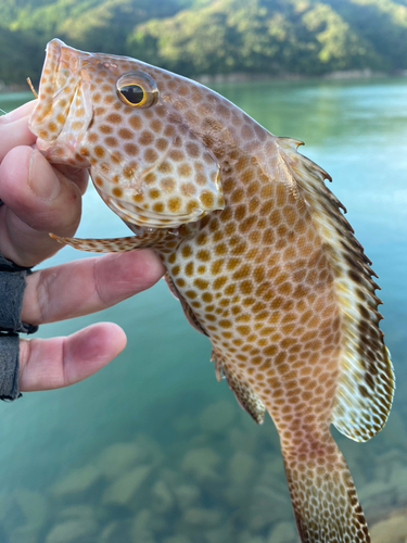 オオモンハタの釣果