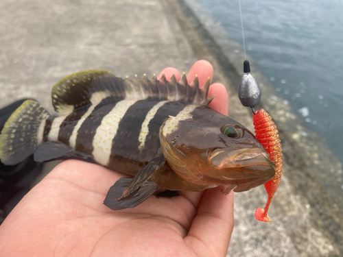 アオハタの釣果