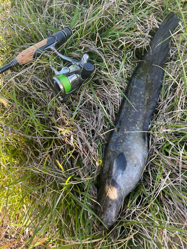 ナマズの釣果