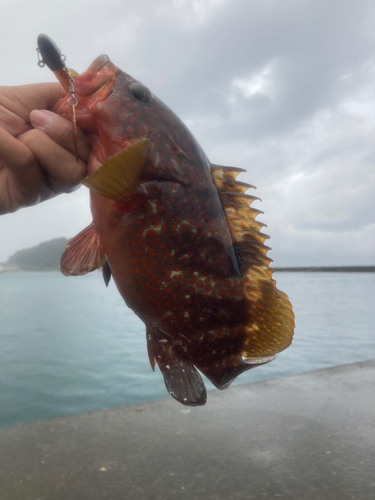 キジハタの釣果