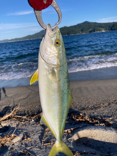 ワカシの釣果