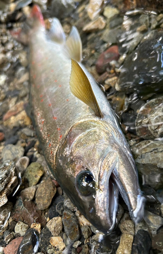 アマゴの釣果