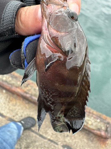 マハタの釣果