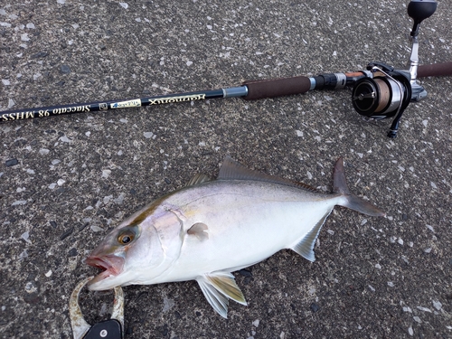 ショゴの釣果